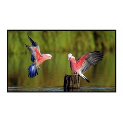 Liberty Grandview 80" (16:9) Zeroedge Fixed Fixed Frame Screen with 7 mm Frame (WW3 PS series White)